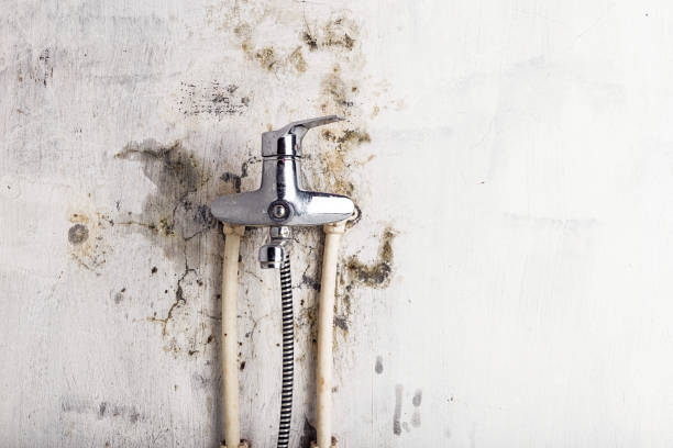 Best Mold Removal Process  in Leo Cedarville, IN