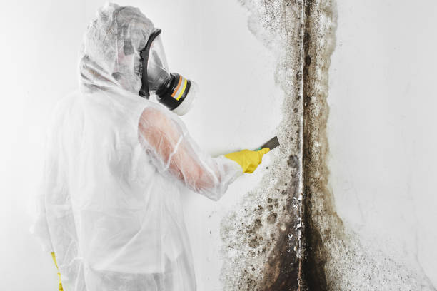 Best Toxic Mold Removal  in Leo Cedarville, IN