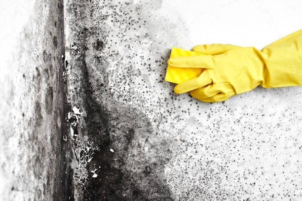 Best Home Mold Removal  in Leo Cedarville, IN