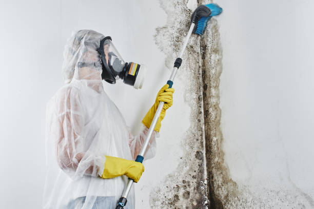 Best Local Mold Removal Service  in Leo Cedarville, IN