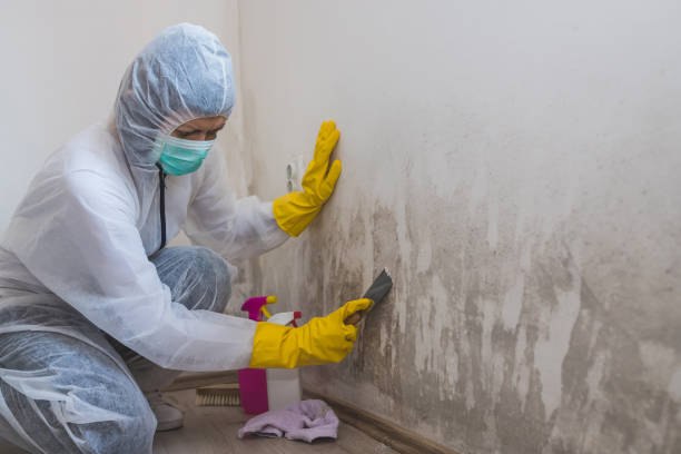 Best Office Mold Removal Services  in Leo Cedarville, IN