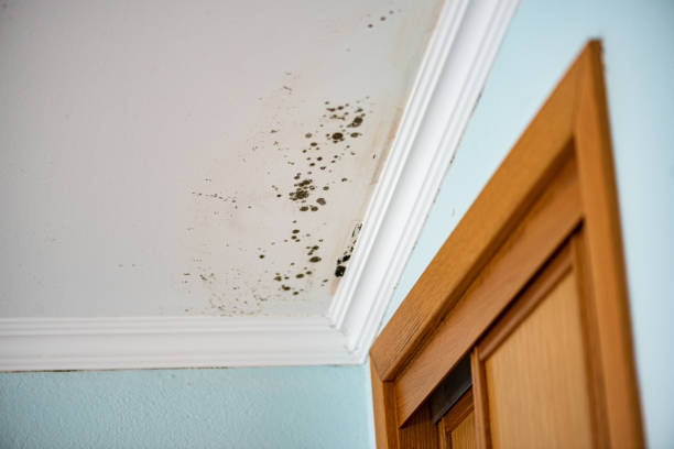 Home Mold Removal in Leo Cedarville, IN