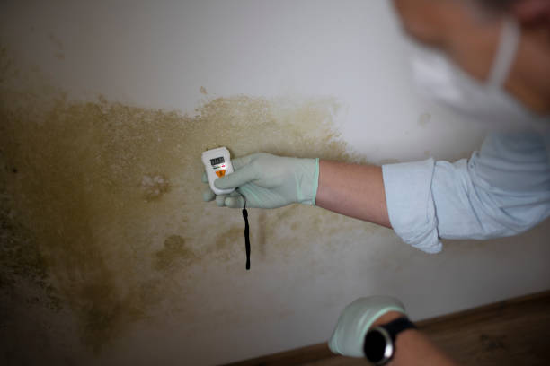 Best Mold Cleaning Services  in Leo Cedarville, IN