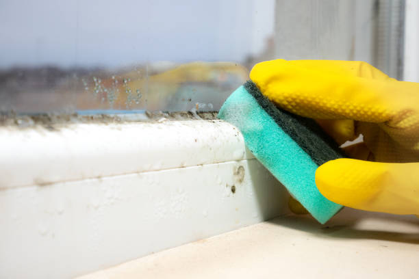 Best Residential Mold Removal  in Leo Cedarville, IN
