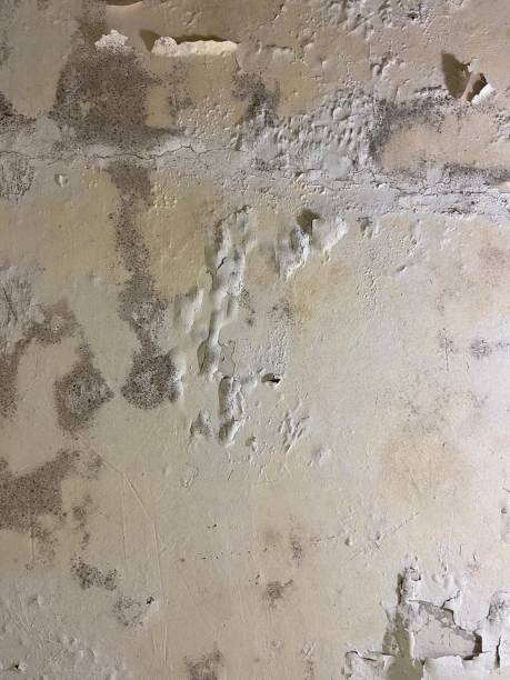 Best Home Mold Removal  in Leo Cedarville, IN