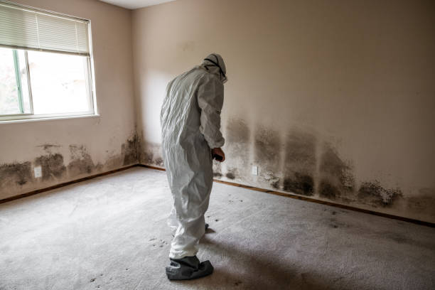 Best Fast Mold Removal  in Leo Cedarville, IN