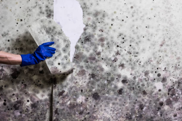 Best Attic Mold Removal  in Leo Cedarville, IN